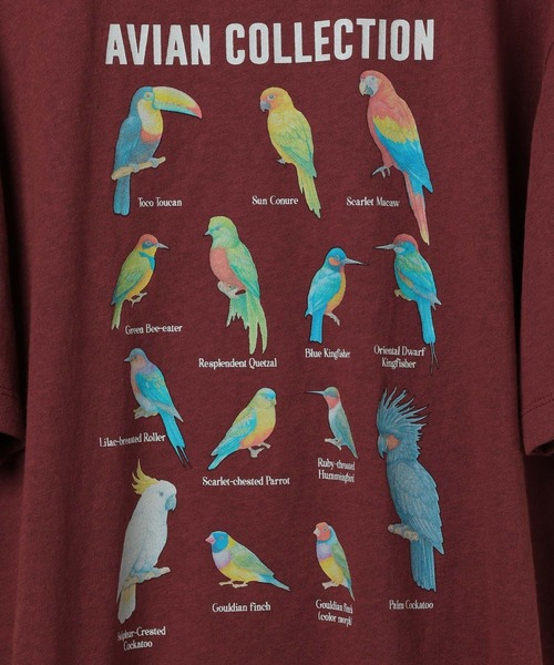 studio CLIP(スタディオクリップ)の「【daily CLIP】bird guide BIGTシャツ(Tシャツ/カットソー・レディース・ホワイト/ネイビー/ボルドー・FREE)」の7枚目の写真