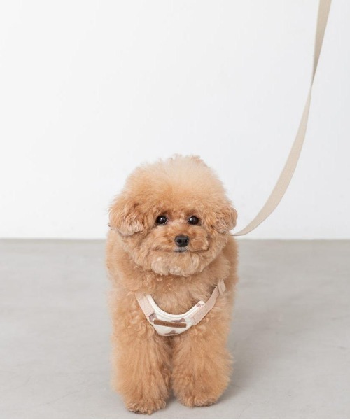 moncheri（モンシェリ）の「くまさんハーネス【ワンタッチ着脱・サイズ調整可能・８㎏まで対応】（リード/ハーネス/首輪・レディース・アイボリー・S/M/L）」の4枚目の写真