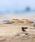 IRIEBEACH�i�A�C���[�r�[�`�j�́uBarrel ring 2mm�y�s���L�[�T�C�Y�L�z/�y�n���C�A���W���G���[�z�y�T�[�W�J���X�e�����X�z�y�����A�����M�[�Ή��z�yIRIEBEACH / �A�C���[�r�[�`�z�����ςȂ�OK�i�����O�j�v�b�S�[���h