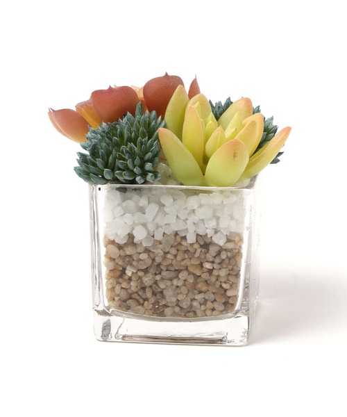 LEPSIM(レプシィム)の「フェイクグリーン(カラー多肉植物)(インテリア雑貨・レディース・グリーン系その他3/グリーン系その他2/グリーン系その他・ONE SIZE)」の5枚目の写真