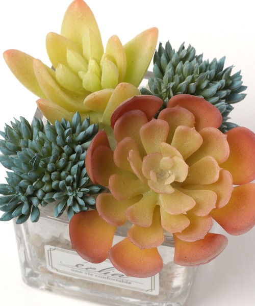 LEPSIM(レプシィム)の「フェイクグリーン(カラー多肉植物)(インテリア雑貨・レディース・グリーン系その他3/グリーン系その他2/グリーン系その他・ONE SIZE)」の6枚目の写真