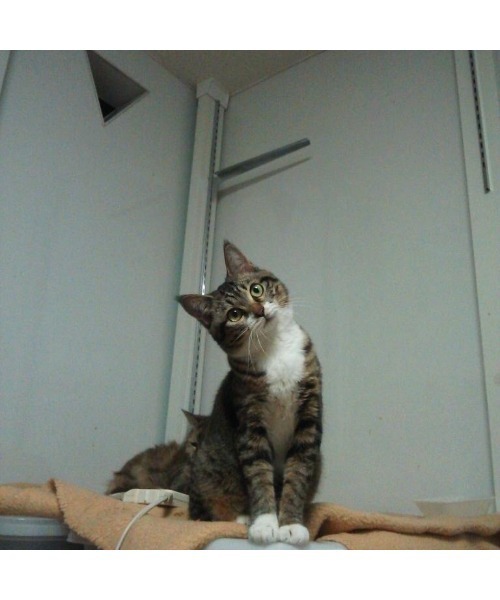 VIBGYOR（ヴィブジョー）の「【AS】保護猫Ｔシャツ AS（Tシャツ/カットソー・レディース・ホワイト/ブラック/ピンク系その他/ピンク系その他2/ベージュ/グリーン/ブルー/杢グレー/グレー系その他・LARGE/160/MEDIUM/SMALL）」の19枚目の写真