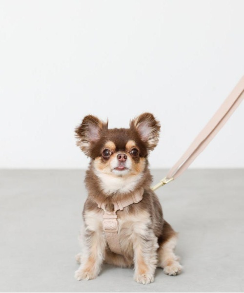 moncheri（モンシェリ）の「コットンライクハーネス（リード/ハーネス/首輪・レディース・モカ/ベージュ/アイボリー・S/M）」の7枚目の写真