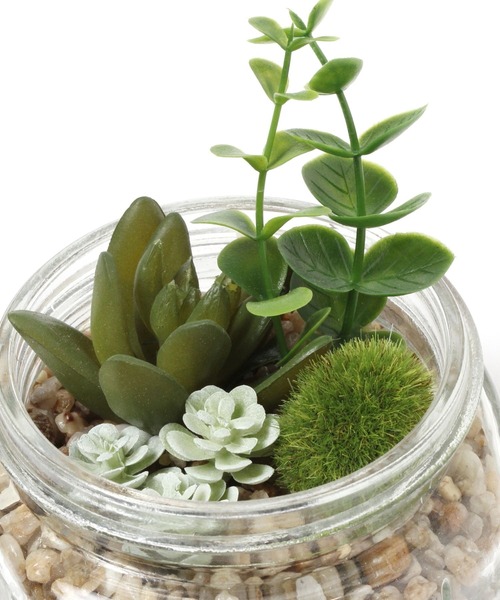 LEPSIM(レプシィム)の「フェイクグリーン(多肉植物)(インテリア雑貨・レディース・グリーン系その他/グリーン系その他2・ONE SIZE)」の6枚目の写真