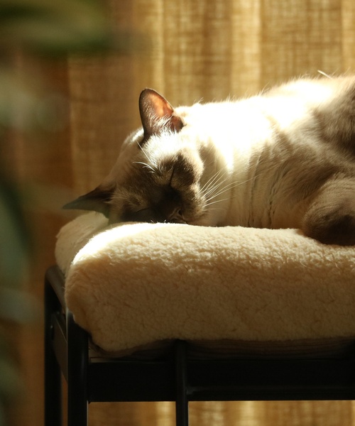 journal standard Furniture (ジャーナルスタンダードファニチャー)の「PET CUSHION(クッションのみ)(ペット用クッション/マット・レディース・ベージュ/グレー・FREE)」の2枚目の写真