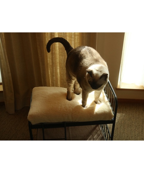 journal standard Furniture (ジャーナルスタンダードファニチャー)の「PET CUSHION(クッションのみ)(ペット用クッション/マット・レディース・ベージュ/グレー・FREE)」の22枚目の写真
