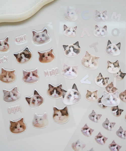 セール】【 Jelly moo / ジェリームー 】 3枚入り ぷっくり