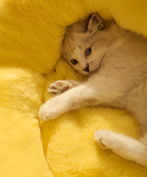 モコモコ雛ペットクッション(ペット用クッション/マット)|aimoha(アイモハ) モコモコ雛ペットクッション(ペット用クッション/マット)|aimoha(アイモハ)