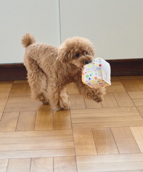 ROPE' PICNIC(ロペピクニック)の「【DOG】birthday ギフトボックストイ(ペットウェア・レディース・その他・FREE)」の4枚目の写真