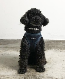 NEW JACK(j[WbN)PUPPIA:psA \tg xXg n[lX([h/n[lX/)