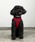 NEW JACKij[WbNj́uPUPPIA:psA \tg xXg n[lXi[h/n[lX/ցjvbbh