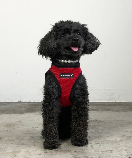 Puppia パピア ソフト ベスト ハーネス