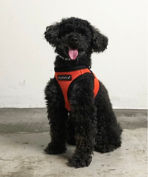 Puppia パピア ソフト ベスト ハーネス