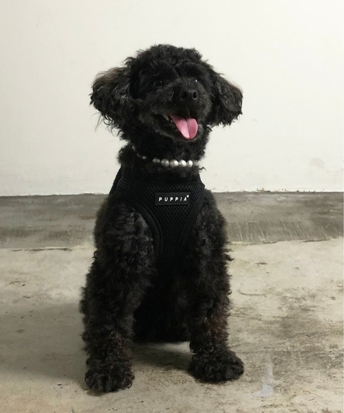 NEW JACK(j[WbN)PUPPIA:psA \tg xXg n[lX([h/n[lX/)