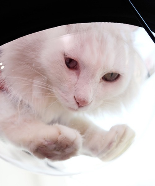 aimoha(アイモハ)の「猫用ウィンドウベッド(ペット用クッション/マット・レディース・チョコ/オレンジ/ブルー/ピンク/グレー/イエロー・FREE)」の19枚目の写真
