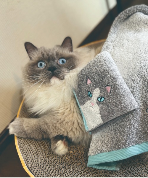 今治タオル】ニャンコの毛並みをそのまま表現した、ふわふわ刺繍入り