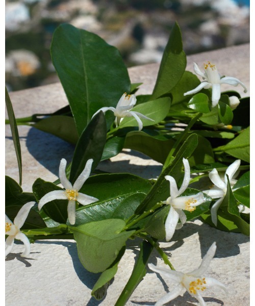 ドルチェ＆ガッバーナ ディヴォーション オードパルファム 50mL（香水