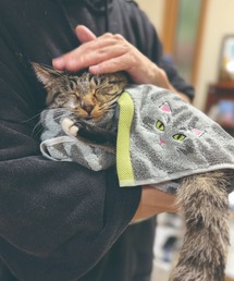 MILLION CARATS（ミリオンカラッツ）の「【今治タオル】ニャンコの毛並みを今治タオルで再現！猫種ごとの毛並みや表情を刺繍で丁寧に表現した贅沢デザイン。ギフトにも最適な猫好き必見のロングフェイスタオルコレクション（タオル）」