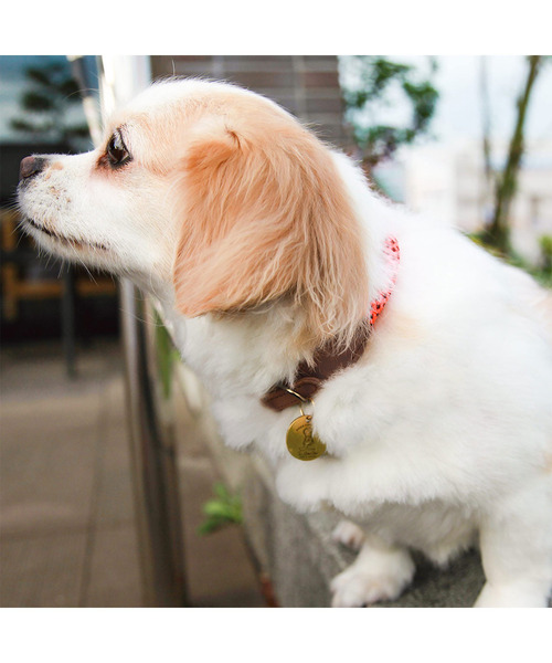 POST GENERAL（ポストジェネラル）の「ドッグスフォーピース / DOGS FOR PEACE クライミングロープカラー（リード/ハーネス/首輪・レディース・ブラック/カーキ/グレー/オレンジ・M）」の7枚目の写真