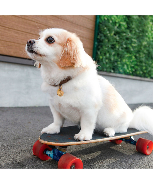 POST GENERAL（ポストジェネラル）の「ドッグスフォーピース / DOGS FOR PEACE クライミングロープカラー（リード/ハーネス/首輪・レディース・ブラック/カーキ/グレー/オレンジ・M）」の9枚目の写真