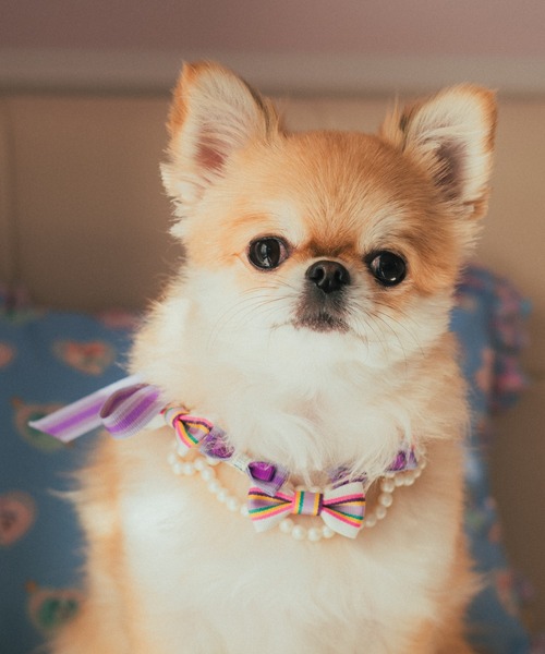 fafa（フェフェ）の「DARLA | ドッグネックレス（その他ペットグッズ・キッズ・C/D/F/E・FREE）」の4枚目の写真