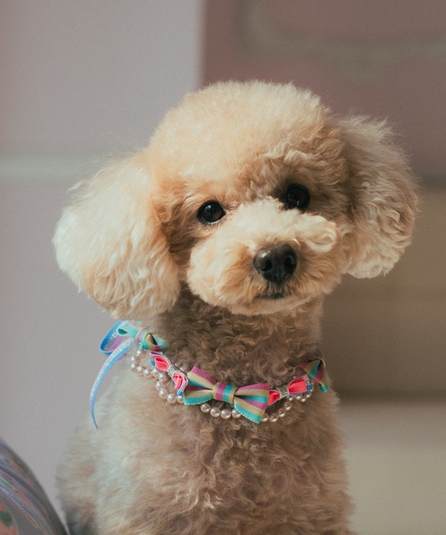 fafa（フェフェ）の「DARLA | ドッグネックレス（その他ペットグッズ・キッズ・C/D/F/E・FREE）」の2枚目の写真