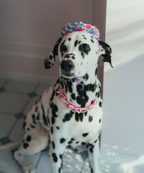 fafa（フェフェ）の「DARLA | ドッグネックレス（その他ペットグッズ・キッズ・C/D/F/E・FREE）」の11枚目の写真