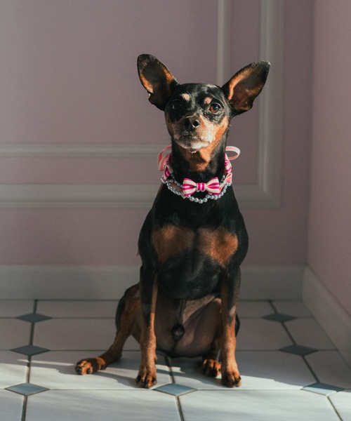 fafa（フェフェ）の「DARLA | ドッグネックレス（その他ペットグッズ・キッズ・C/D/F/E・FREE）」の12枚目の写真