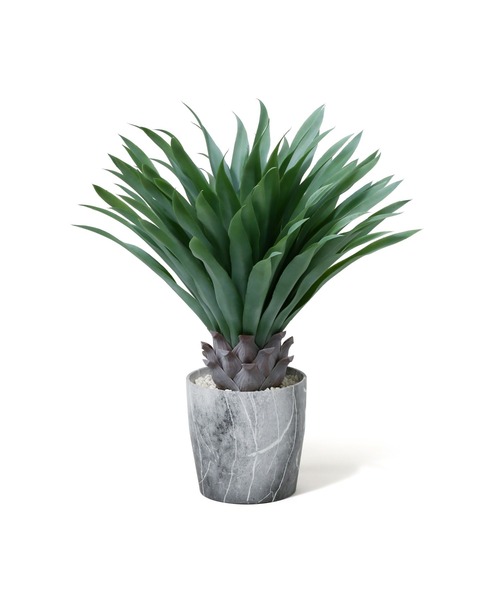 ペア 販売 ポット付グリーン アガベ Xl グレー インテリア雑貨 Francfranc フランフラン のファッション 激安取寄 Omdeketab Ir