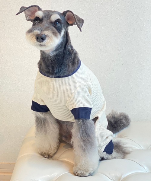 Best Friends（ベストフレンズ）の「Best Friends サーマルニットロンパース（ペットウェア・レディース・ネイビー/チャコールグレー/アイボリー/ベージュ・LARGE/XX-LARGE/X-LARGE/SMALL/MEDIUM）」の21枚目の写真