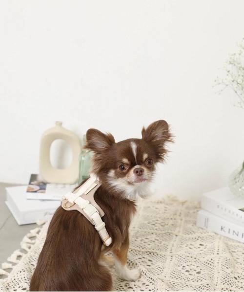 PUレザーテープハーネス+リードSET（リード/ハーネス/首輪）｜moncheri（モンシェリ）