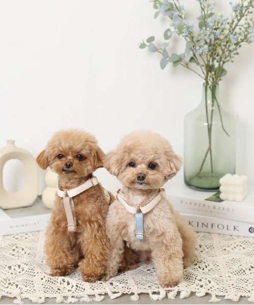 PUレザーテープハーネス+リードSET（リード/ハーネス/首輪）｜moncheri（モンシェリ）