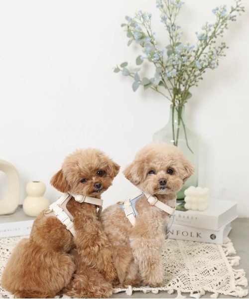 PUレザーテープハーネス+リードSET（リード/ハーネス/首輪）｜moncheri（モンシェリ）