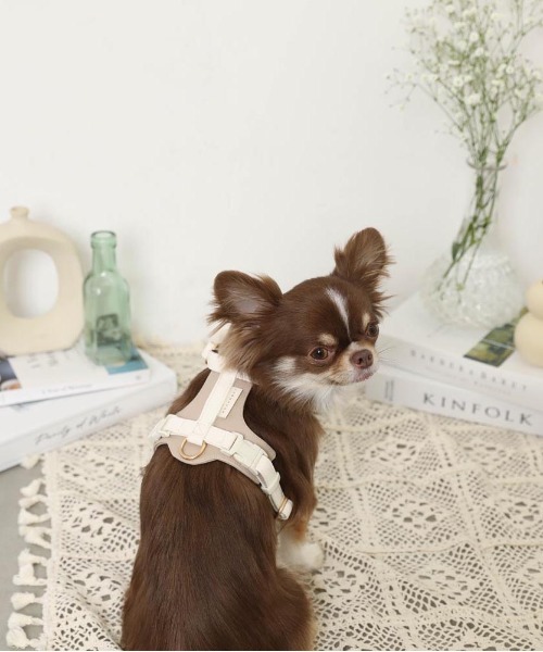 PUレザーテープハーネス+リードSET（リード/ハーネス/首輪）｜moncheri（モンシェリ）