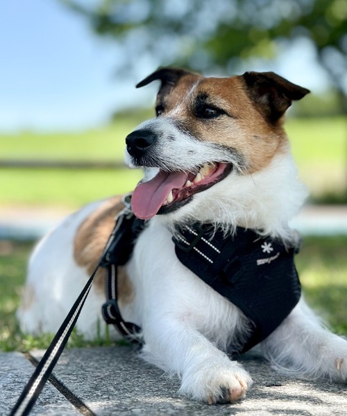 Snow Peak / Dog Harness ハーネス 犬服 ドッグウェア（ペットウェア