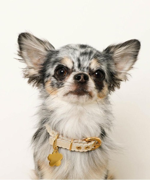 moncheri(モンシェリ)の「なみなみフラワーチャームレザーカラー / 犬服 / ドッグウェア(リード/ハーネス/首輪・レディース・ベージュ/ピンク/アイボリー・M/S)」の6枚目の写真