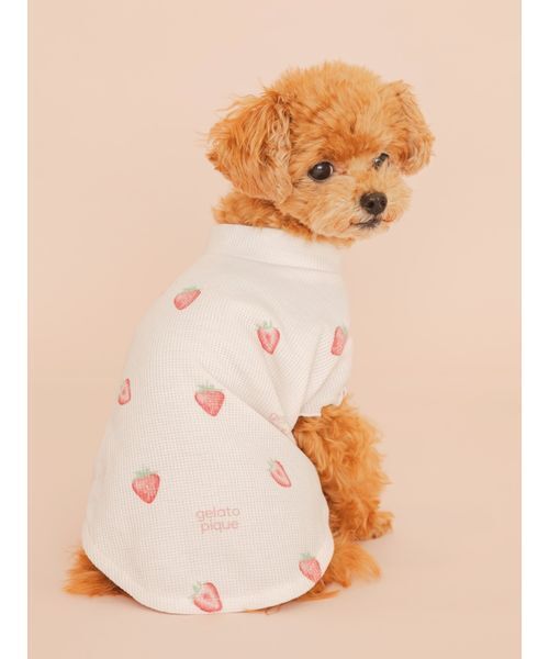 gelato pique(ジェラートピケ)の「【CAT&DOG】フルーツ柄ワッフルカットソープルオーバー(リード/ハーネス/首輪・レディース・ピンク/ミント/イエロー・S/M/L)」の3枚目の写真