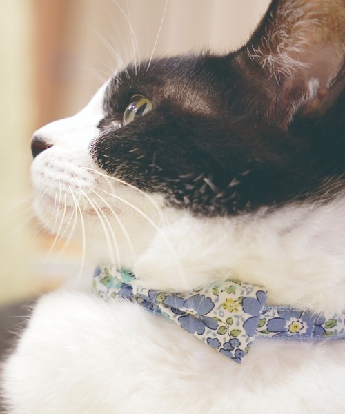 猫の暮らし(ネコノクラシ)の「猫の暮らし/キャットカラー フローラルリボン(ペットウェア・メンズ・ブルー/レッド・S)」の2枚目の写真