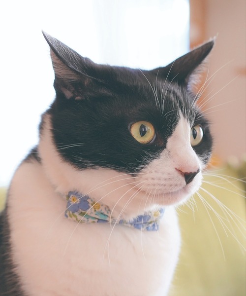 猫の暮らし(ネコノクラシ)の「猫の暮らし/キャットカラー フローラルリボン(ペットウェア・メンズ・ブルー/レッド・S)」の5枚目の写真