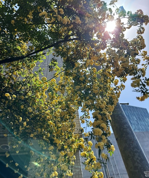 Alley Tokyo（アリートーキョー）の「コルセット切替リブTOPS（Tシャツ/カットソー・レディース・オフホワイト/グレー・FREE）」の7枚目の写真