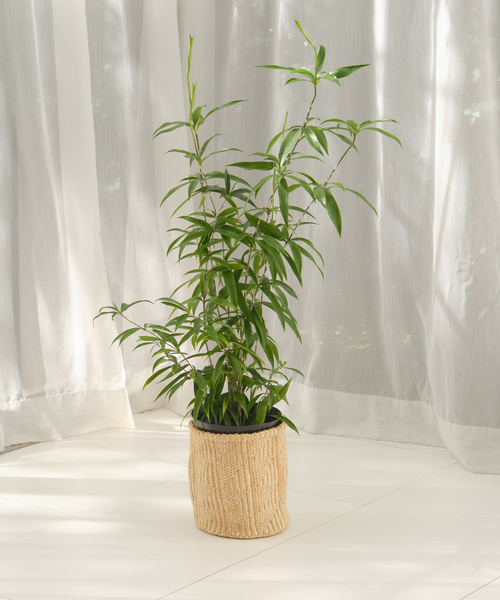 journal standard × botanize 鉢 楽天市場】【SALE／50%OFF】JOURNAL STANDARD FURNITURE