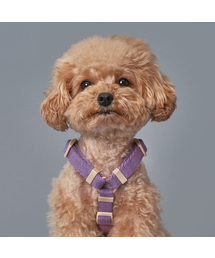 SUPERPET（スーパーペット）の「子犬散歩前面防止H型コットン胸リード5カラー（リード/ハーネス/首輪）」