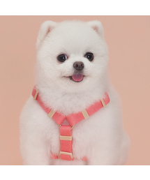 SUPERPET（スーパーペット）の「子犬散歩前面防止H型コットン胸リード5カラー（リード/ハーネス/首輪）」