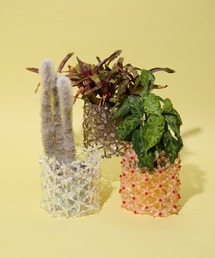 Casselini(�L���Z���[�j)��Casselini HOME(�L���Z���[�j �z�[��)�t�����[�r�[�Y���J�o�[(�t�����[�x�[�X)