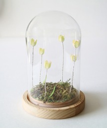 BACKYARD FAMILY(�o�b�N���[�h�t�@�~���[)��LUMO �`���[���b�v�K���X�h�[��S(�Ɩ�)