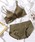 Lace Ladies�i���[�X���f�B�[�X�j�́u�T�e�����˂���O�p�J�b�v�u��&�V���[�c�Z�b�g�i�u��&�V���[�c�j�v�b�O���[��