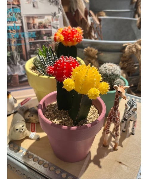 TODAY'S SPECIAL（トゥデイズスペシャル）の「【Schleich】キリン 仔/360606（インテリア雑貨・レディース・その他4・FREE）」の3枚目の写真