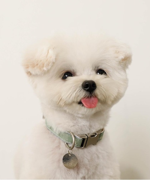 moncheri(モンシェリ)の「反射ほし柄バックルカラー / 犬服 / ドッグウェア(リード/ハーネス/首輪・レディース・アイボリー/グリーン・FREE)」の3枚目の写真