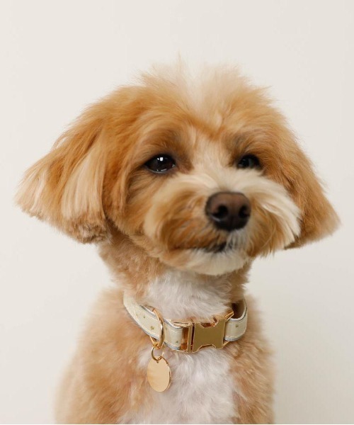 moncheri(モンシェリ)の「反射ほし柄バックルカラー / 犬服 / ドッグウェア(リード/ハーネス/首輪・レディース・アイボリー/グリーン・FREE)」の4枚目の写真