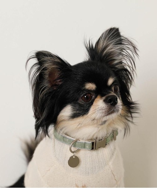 moncheri(モンシェリ)の「反射ほし柄バックルカラー / 犬服 / ドッグウェア(リード/ハーネス/首輪・レディース・アイボリー/グリーン・FREE)」の6枚目の写真